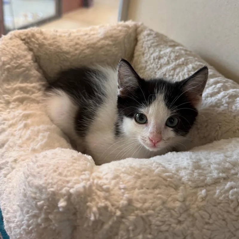 A baby small-sized male Black Domestic Short Hair cat named Tomato for adoption in West Palm Beach, FL
