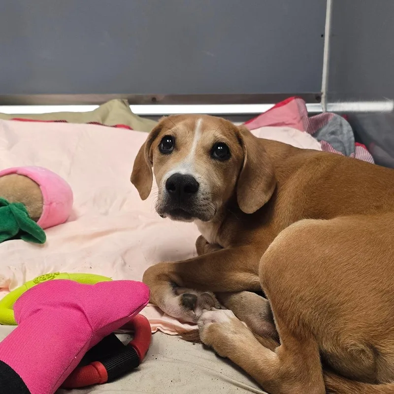 A young medium-sized male Brown / Chocolate Mixed Breed dog named Texas Toast for adoption in East Hanover, NJ