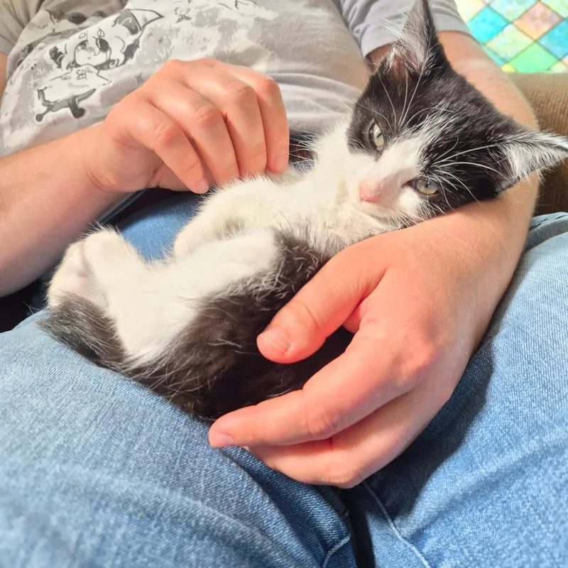A baby small-sized female Black Domestic Short Hair cat named Poplar for adoption in Lexington, KY