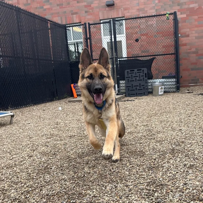 A young medium-sized male Black German Shepherd Dog dog named Tj for adoption in New Ringgold, PA