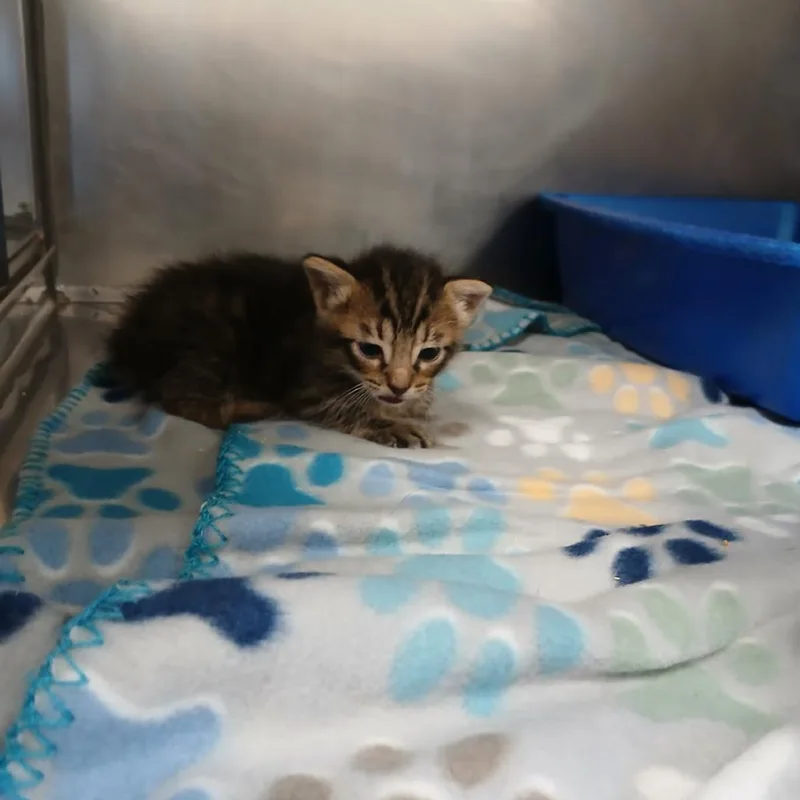 A baby small-sized male Brown / Chocolate Domestic Short Hair cat named Tank for adoption in New York, NY