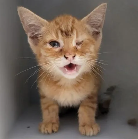 A baby small-sized male Domestic Short Hair cat named Otabby for adoption in Garland, TX