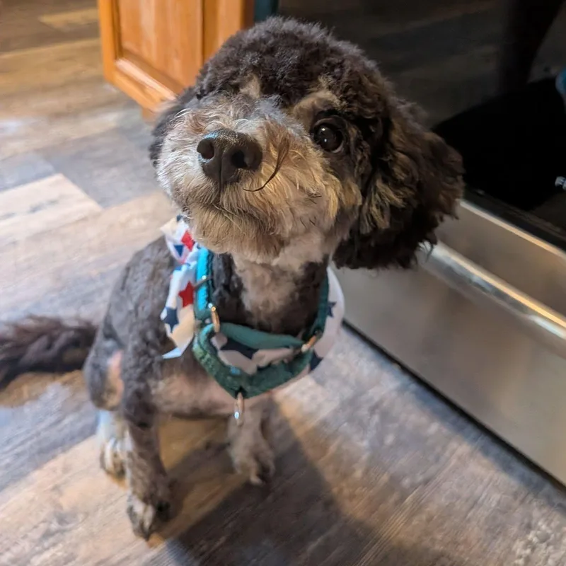 A young small-sized male Miniature Poodle dog named Jet for adoption in Racine, WI
