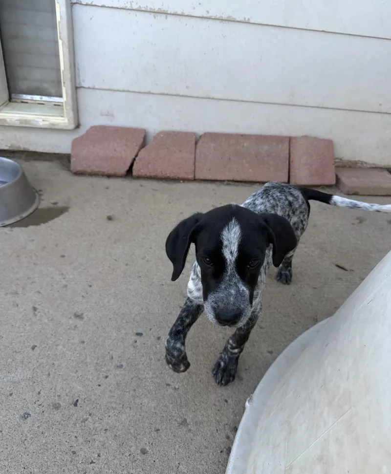 A baby medium-sized male Pointer dog named Ayaz for adoption in Littleton, CO