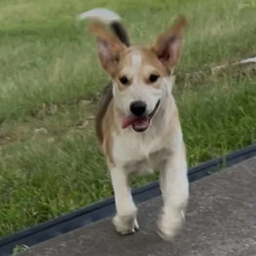 A baby medium-sized male Red / Chestnut / Orange Beagle dog named Sir Henry for adoption in Boerne, TX