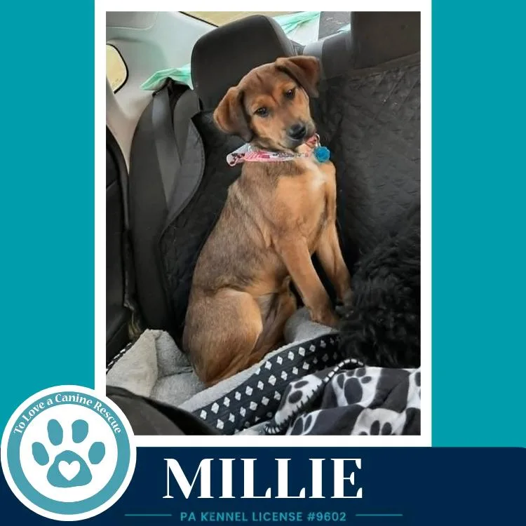 A baby large-sized female Brown / Chocolate Shepherd dog named Millie for adoption in Kimberton, PA