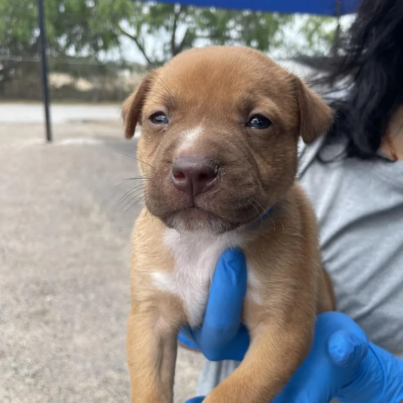 A baby small-sized male Red / Chestnut / Orange Pit Bull Terrier dog named Mooky for adoption in Edinburg, TX