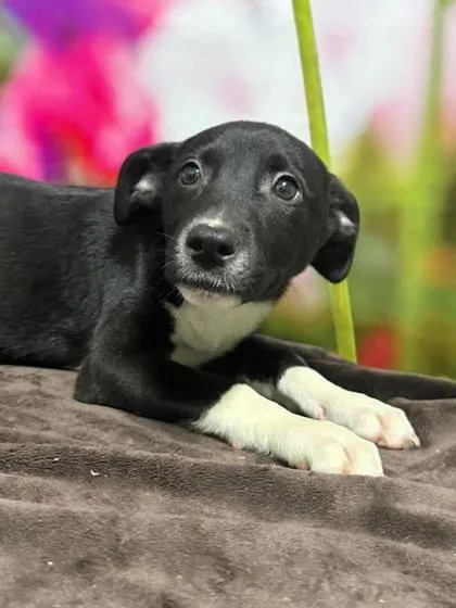 A baby large-sized female Border Collie dog named Sadie for adoption in Morton Grove, IL