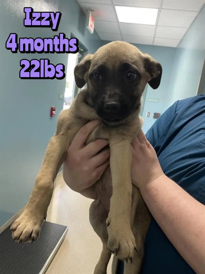 A baby large-sized female Mixed Breed dog named Izzy for adoption in Holbrook, NY