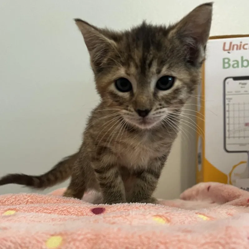 A young small-sized female Torbie Domestic Short Hair cat named Ashes for adoption in Tipton, IA