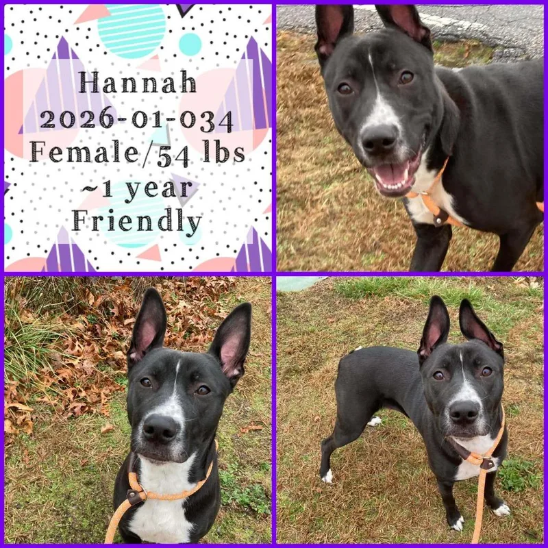 A young medium-sized female Pit Bull Terrier dog named Hannah for adoption in Winder, GA