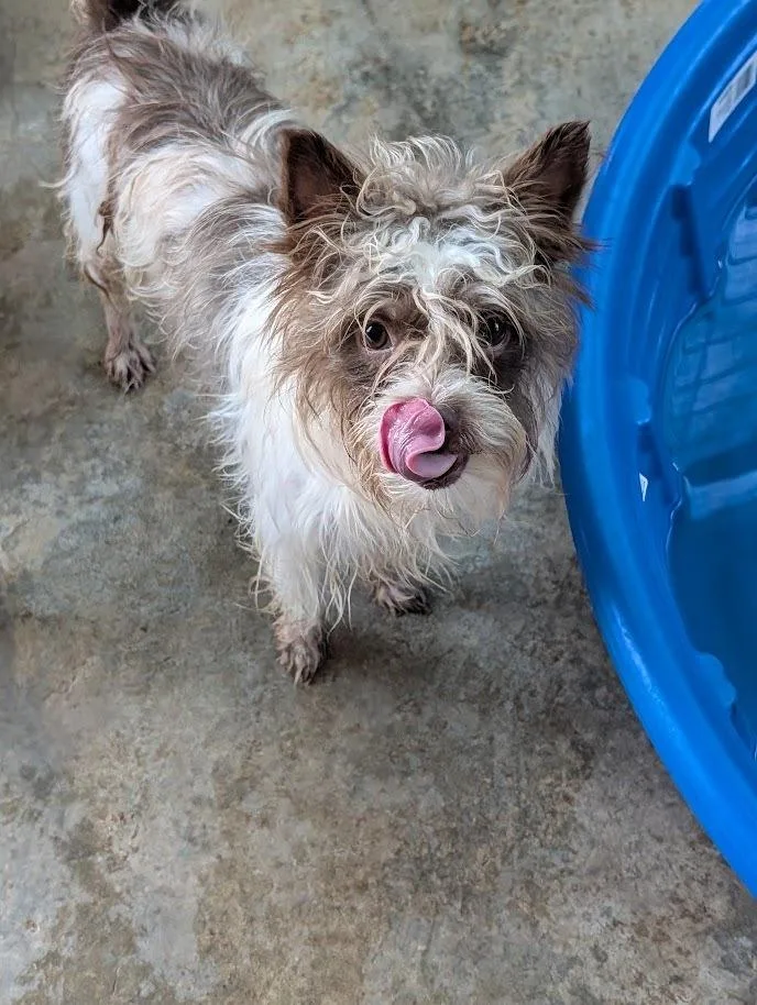 A young small-sized male Shih Tzu dog named Jr for adoption in Mission, TX