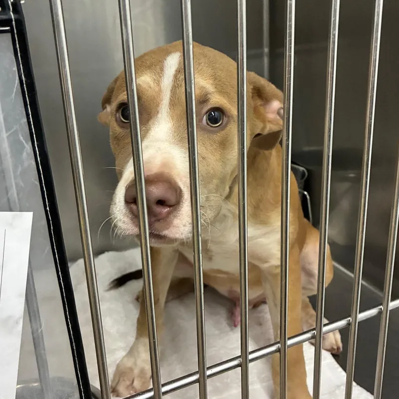 A baby medium-sized male Yellow / Tan / Blond / Fawn Pit Bull Terrier dog named Darwin for adoption in Abilene, TX