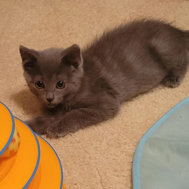 A baby small-sized male Gray / Blue / Silver Domestic Medium Hair cat named Hakuna Matata for adoption in Fredericksburg, VA