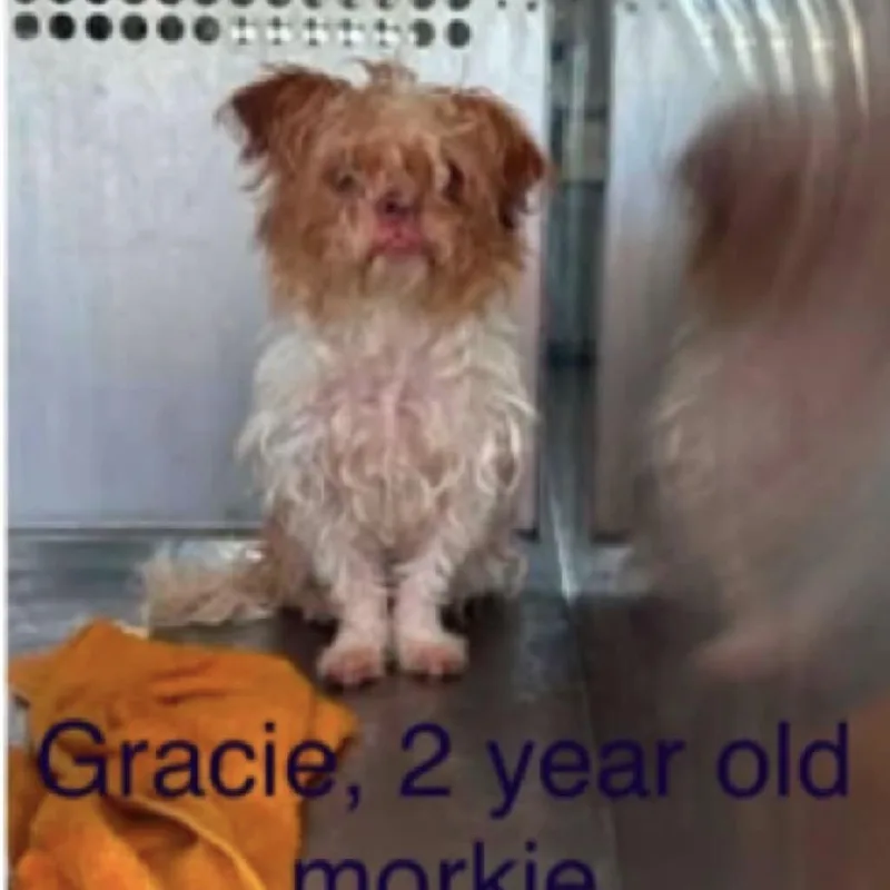 Gracie