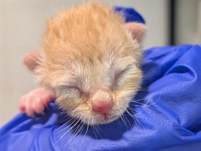 A baby medium-sized male Domestic Short Hair cat named Cotton Candy for adoption in Dallas, TX