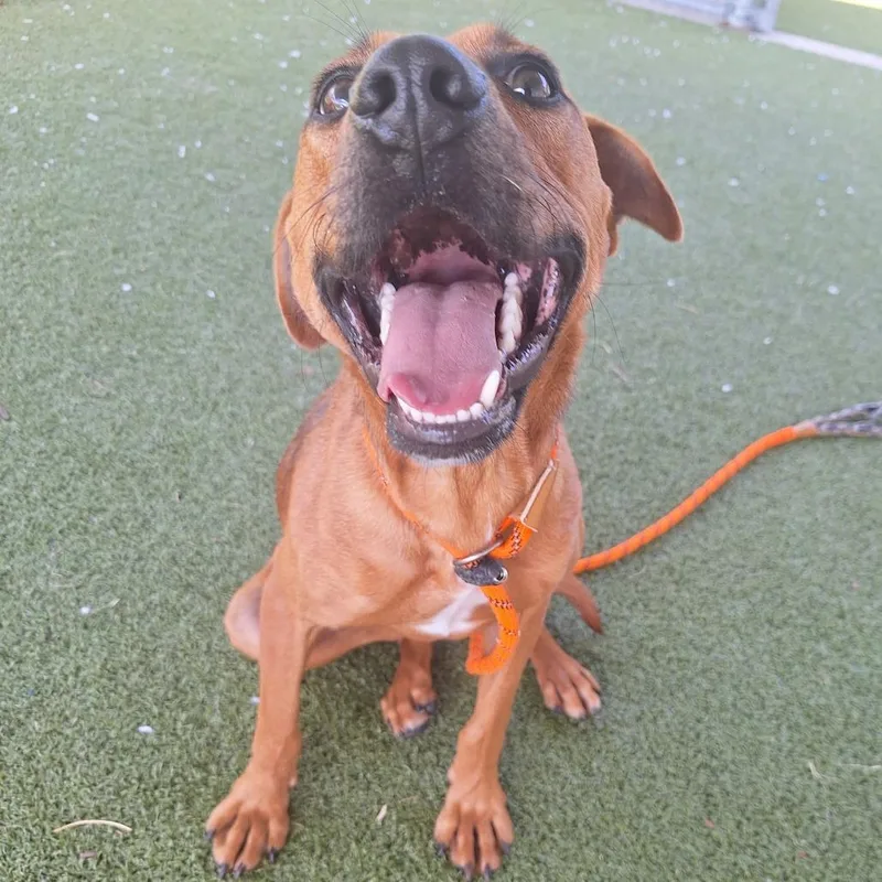 An adult medium-sized male Golden Mixed Breed dog named Theodore for adoption in Cape Girardeau, MO