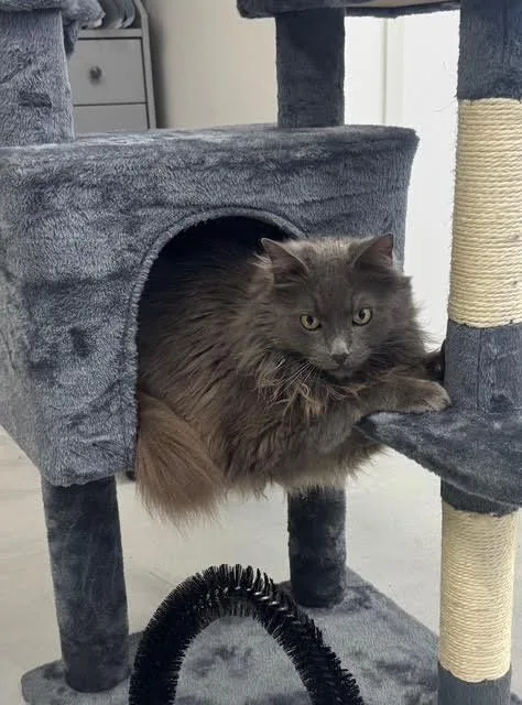 An adult large-sized male Gray / Blue / Silver Domestic Long Hair cat named Asher for adoption in Marina del Rey, CA