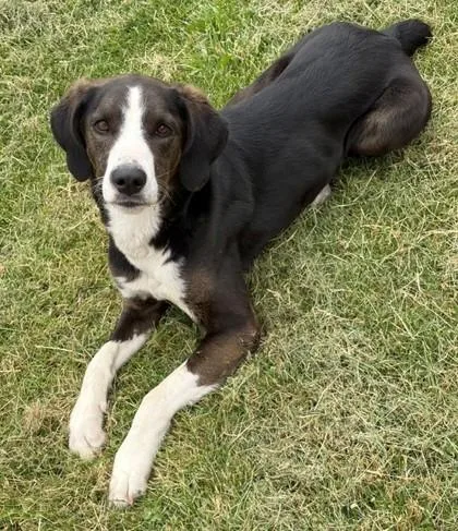 A young medium-sized female Bloodhound dog named Cheyanne for adoption in Baraboo, WI