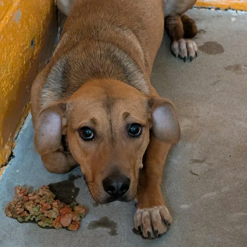 A young medium-sized female Brown / Chocolate Mixed Breed dog named Bambi for adoption in Berkeley Springs, WV
