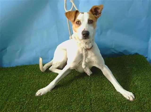 An adult medium-sized female Pharaoh Hound dog named Coco for adoption in Gardena, CA