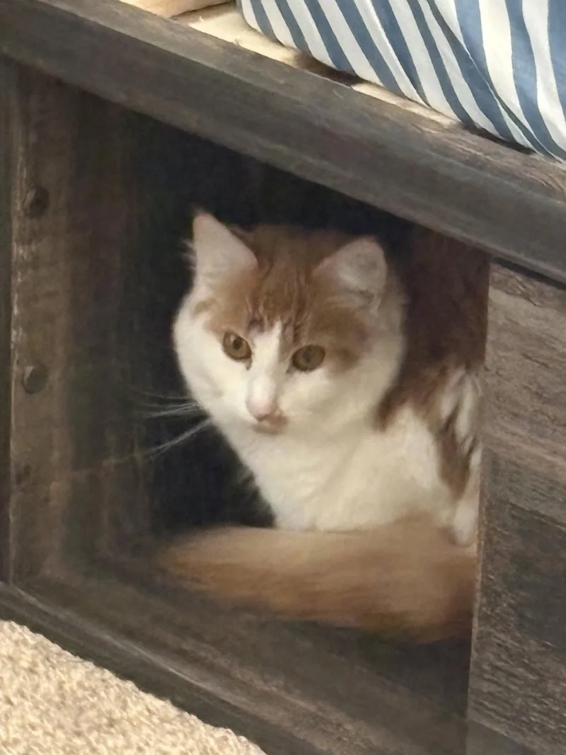 A young medium-sized male Orange & White Domestic Medium Hair cat named Dinah for adoption in Holbrook, NY