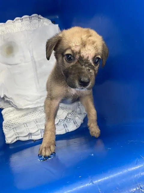 A baby large-sized male Mixed Breed dog named Chance for adoption in Dallas, TX