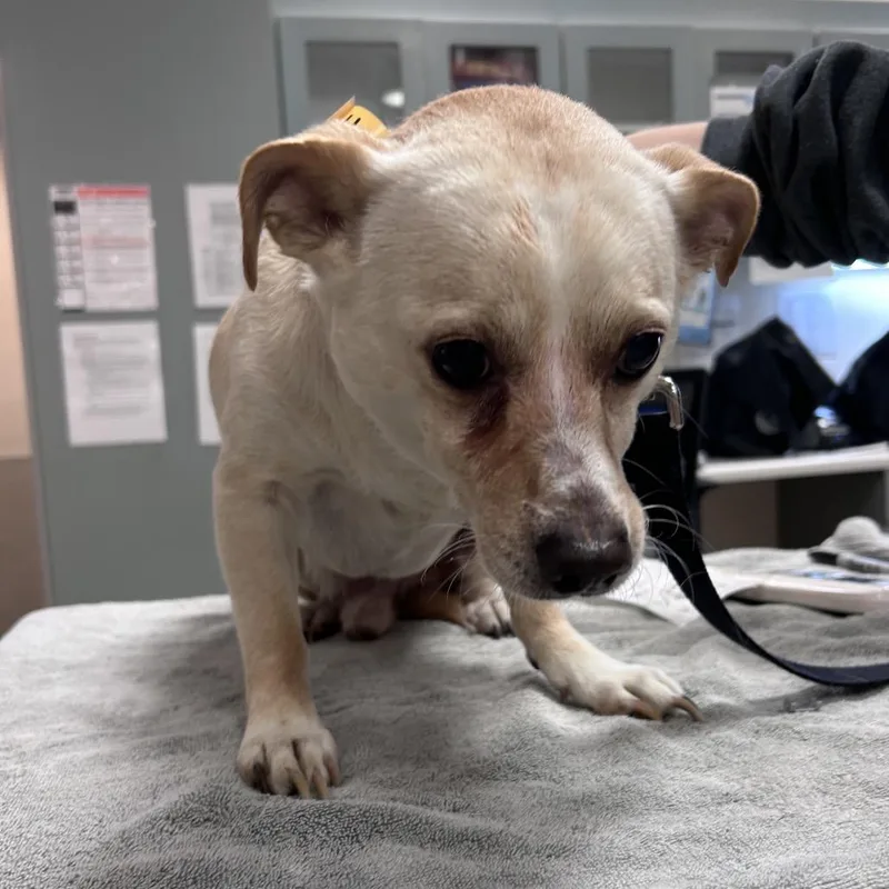 An adult small-sized male Yellow / Tan / Blond / Fawn Mixed Breed dog named Hank for adoption in Jacksonville, FL