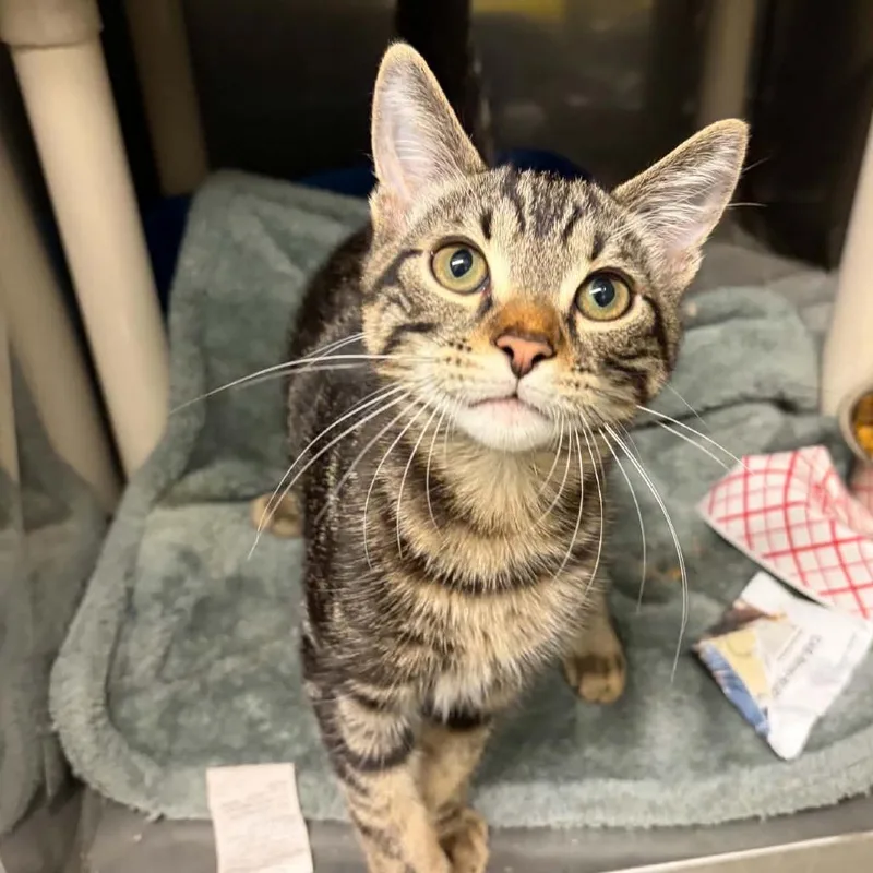 A baby medium-sized male Domestic Short Hair cat named Meowth for adoption in Concord, NC