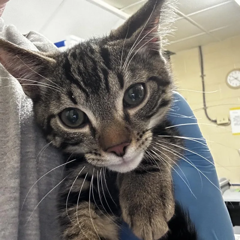 Meowth thumbnail 3