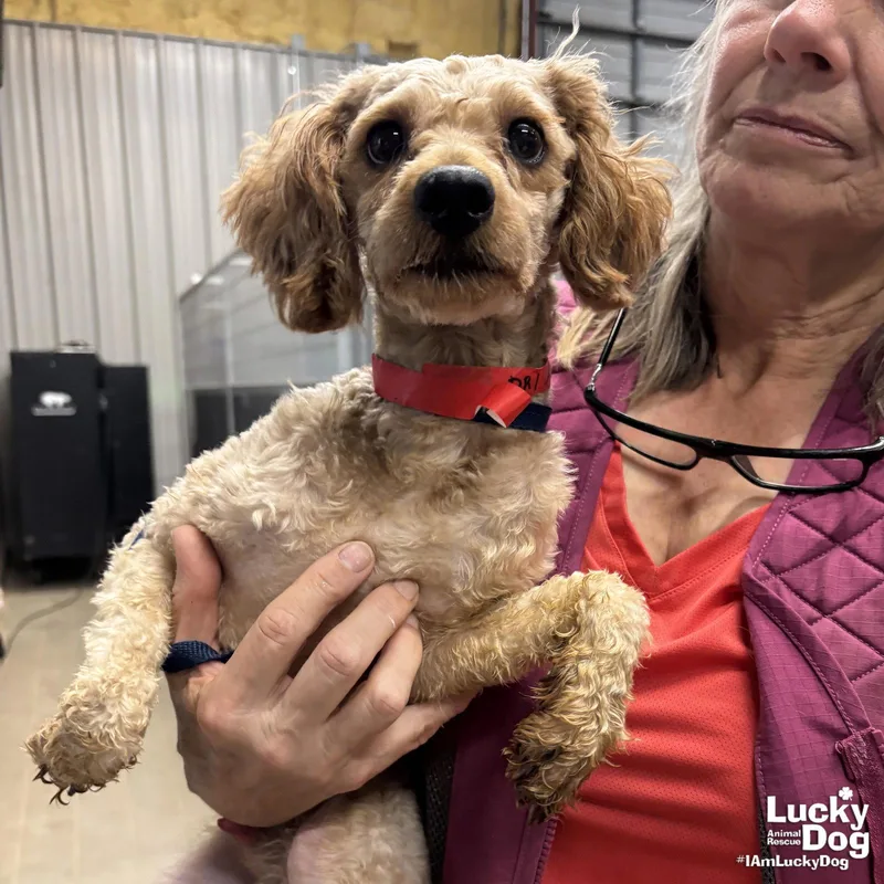 A young small-sized male Poodle dog named Tater Tot for adoption in Washington, DC