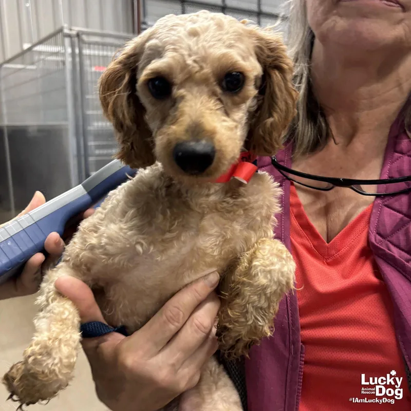 Tater Tot thumbnail 2