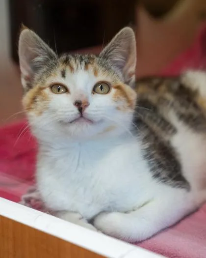 A baby small-sized female Domestic Short Hair cat named Fern for adoption in Pequot Lakes, MN