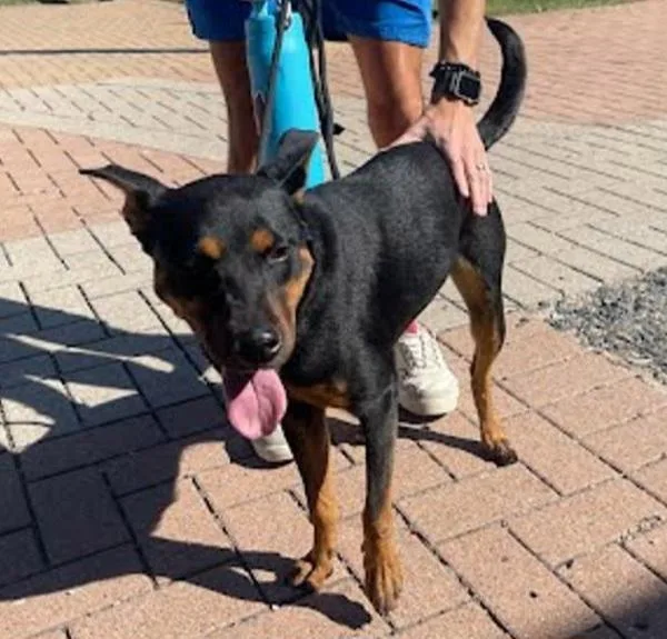 A young large-sized female Labrador Retriever dog named Sonet for adoption in Austin, TX
