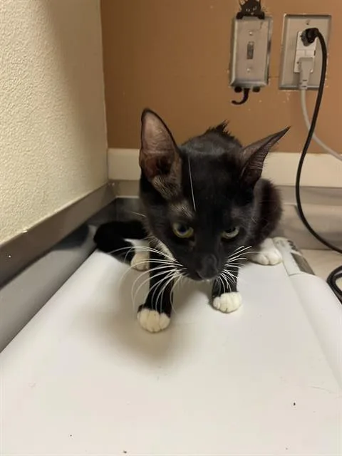 A young medium-sized female Domestic Short Hair cat named Loretta for adoption in Fairfield, CA