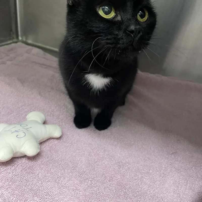 A young medium-sized female Black Manx cat named Georgia for adoption in Georgetown, KY