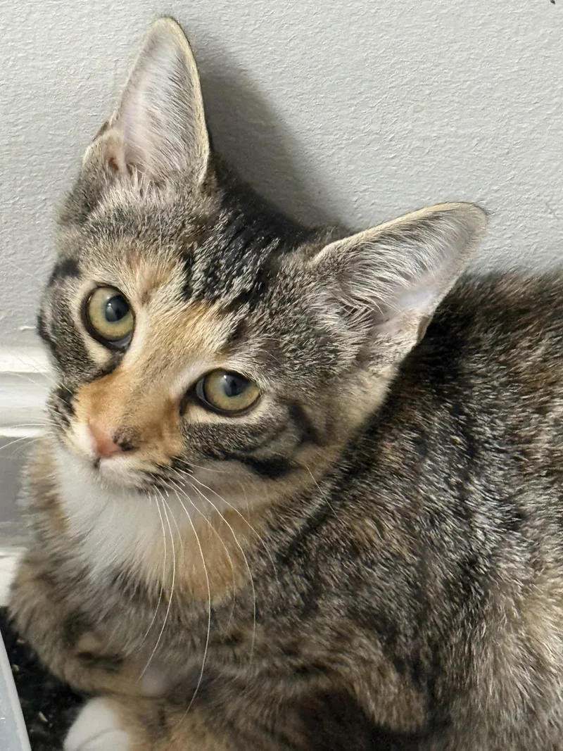 A baby medium-sized female Tabby (Buff / Tan / Fawn) Domestic Short Hair cat named Anise for adoption in Greensboro, NC