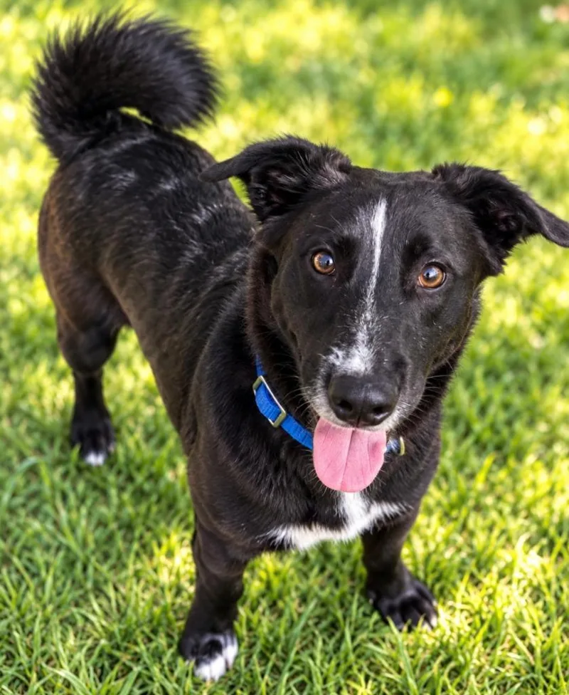 A young medium-sized male Mixed Breed dog named Asphalt for adoption in Lagrange, IN