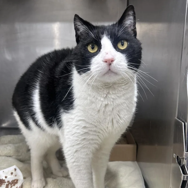 Doja Cat thumbnail 3