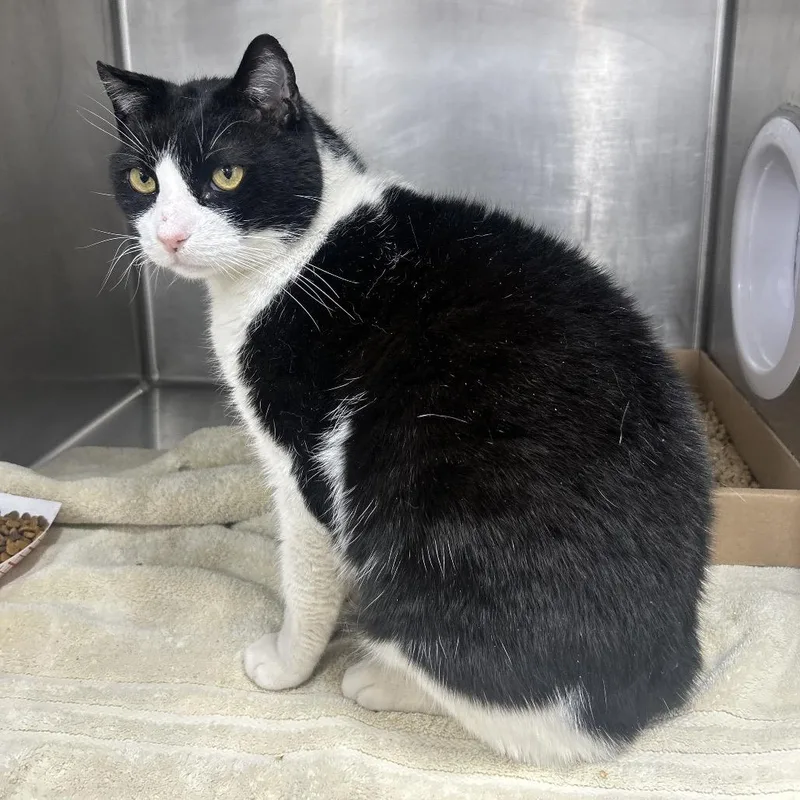 Doja Cat thumbnail 4