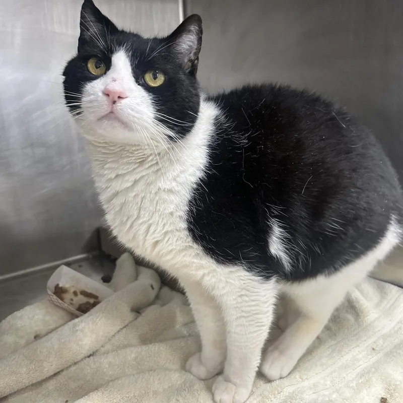 Doja Cat thumbnail 5