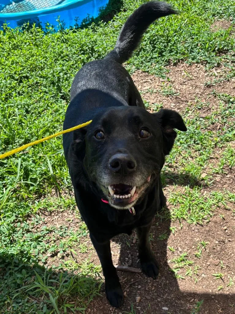 An adult medium-sized male Labrador Retriever dog named Mateo for adoption in Bloomington, IN