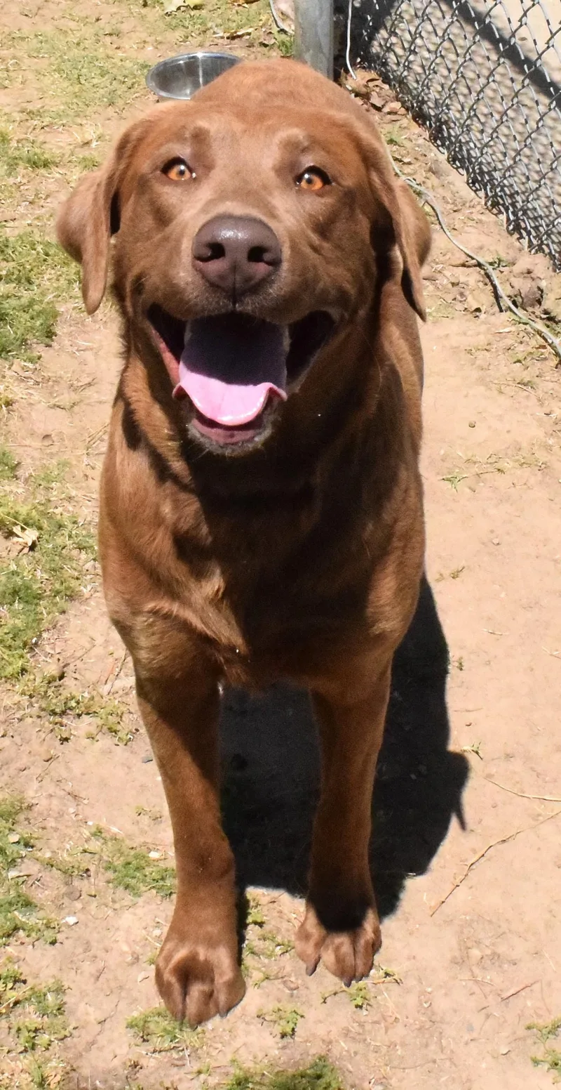 An adult large-sized male Brown / Chocolate Labrador Retriever dog named "king" for adoption in Broken Arrow, OK