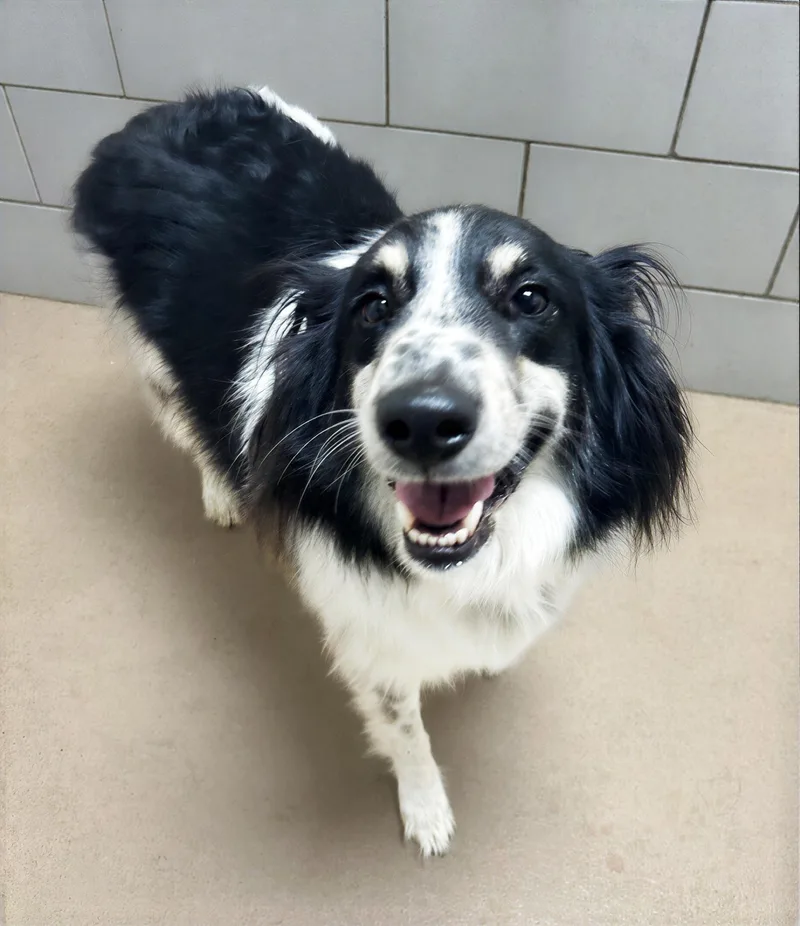 An adult medium-sized male Black Mixed Breed dog named Pumpkinhead for adoption in Nashville, TN
