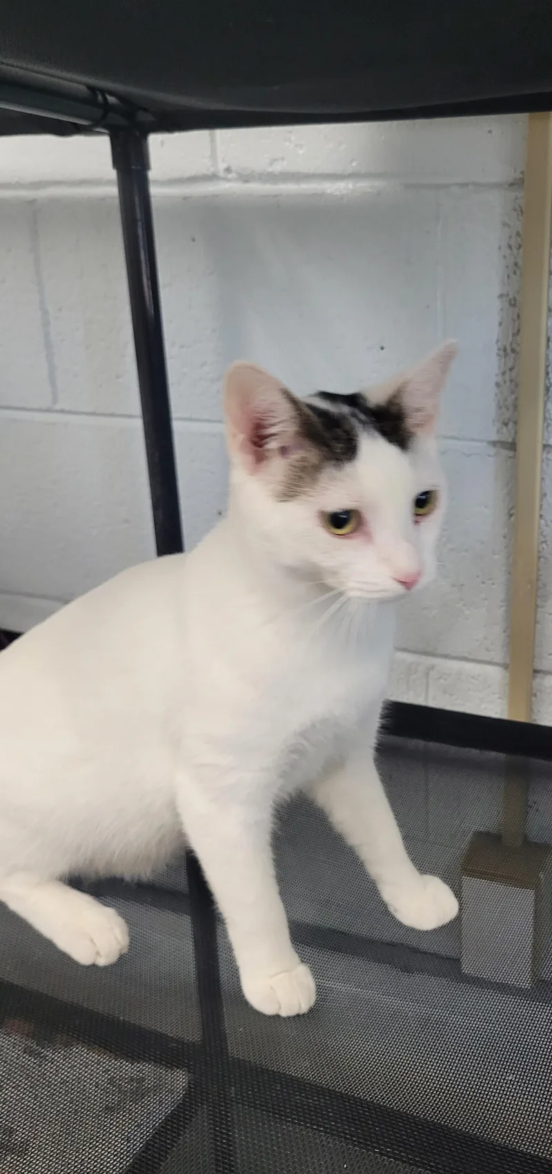 A young medium-sized male Domestic Short Hair cat named Newt for adoption in Morganton, NC