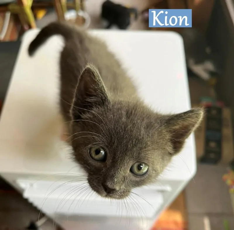 Kion