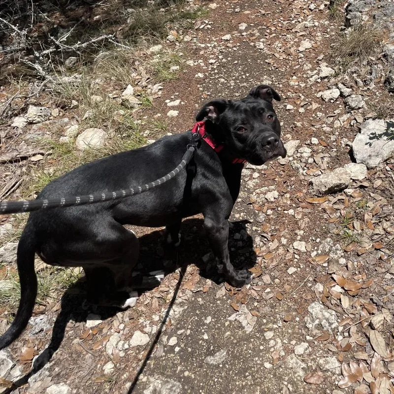 A young medium-sized female Black American Staffordshire Terrier dog named Marnie for adoption in Kyle, TX