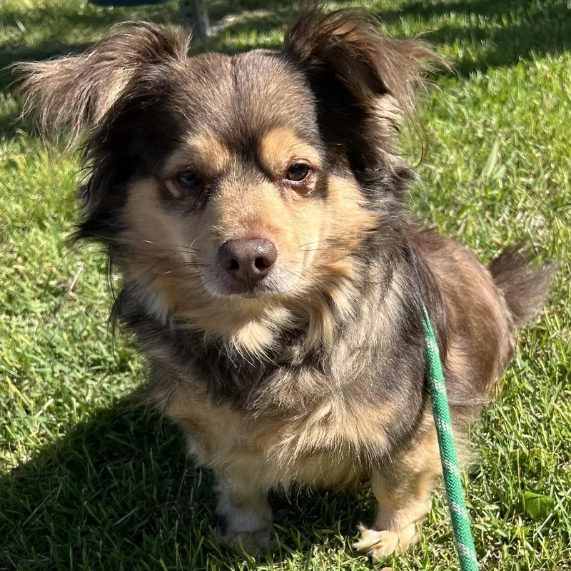 An adult small-sized male Brown / Chocolate Chihuahua dog named Mac for adoption in Chesapeake, VA