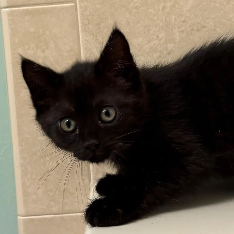 A baby small-sized male Black Domestic Short Hair cat named Obsidian for adoption in Germantown, MD