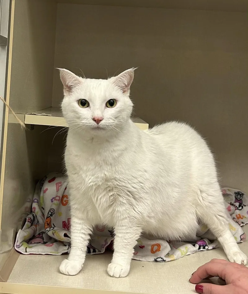 A senior medium-sized male Domestic Short Hair cat named Artie for adoption in Rochester, NY